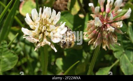 Abeille sur une fleur de trèfle blanche Banque D'Images