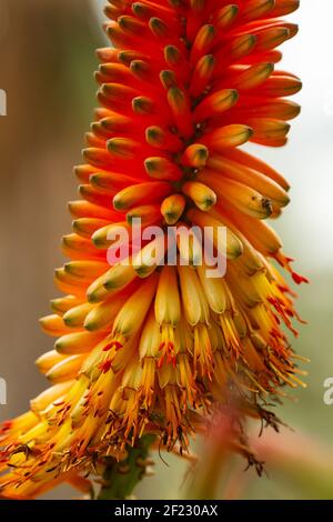 Un coup de feu vertical de plante amère d'aloès en fleurs Banque D'Images