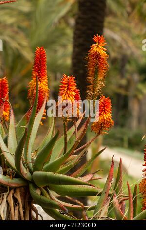 Un cliché vertical de plantes d'aloès amères en fleurs Banque D'Images