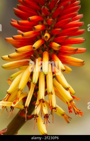 Un coup de feu vertical de plante amère d'aloès en fleurs Banque D'Images