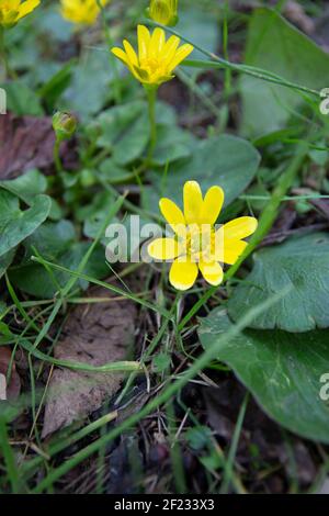 Fleurs sauvages jaunes. Arrière-plan du ressort. Fleurs saisonnières. FICAria Verna. Moins de célandine ou de pilewort ou de buttercup de figue. famille des ranunculaceae. Banque D'Images