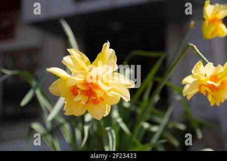 Fleur de jonquille jaune au début du printemps. Daffodil sélectif de mise au point. Banque D'Images