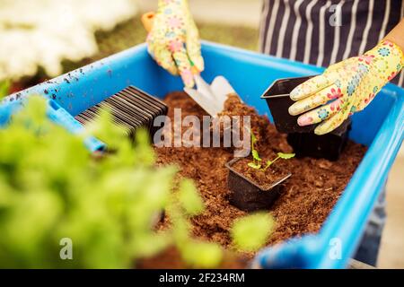 Gros plan des mains de fleuriste de femme tout en mettant les plantes dans le petit pot de fleurs. Banque D'Images