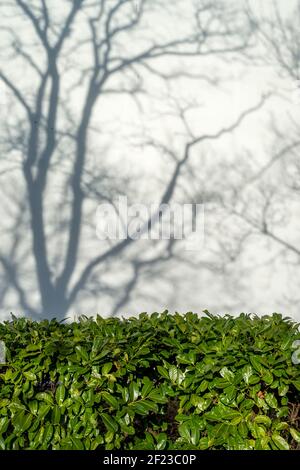 couverture murale verte devant un mur blanc avec ombres d'arbres au soleil. Banque D'Images