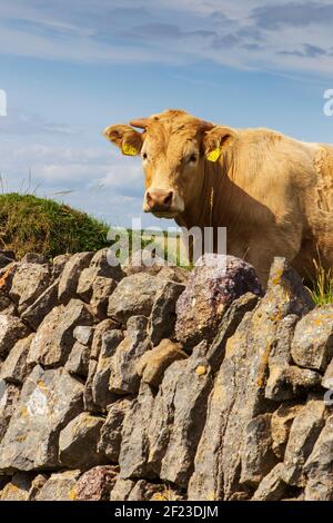 vache de mur en pierre Banque D'Images