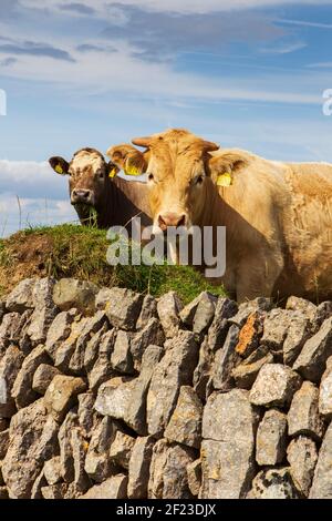 vaches murales en pierre Banque D'Images