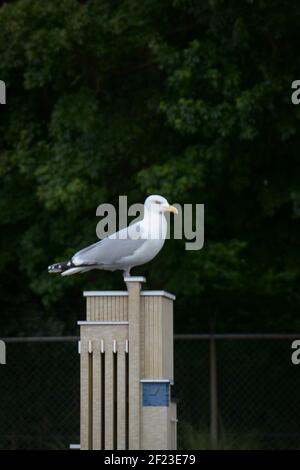 Un magnifique Goéland argenté européen (Larus argentatus), perché au sommet d'une structure miniature à la Haye, pays-Bas. Banque D'Images