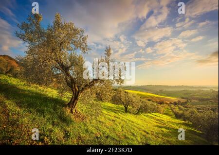 Maremma campagne vue panoramique, d'oliviers, de collines et de champs. Sur la mer l'horizon. Casale Marittimo, Pise, Toscane Italie Europe. Banque D'Images
