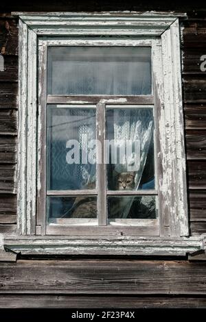 Chat alarmé assis sur un rebord de fenêtre et regardant par la fenêtre dans une vieille maison de campagne. Banque D'Images