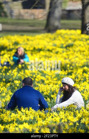 Londres, Angleterre, Royaume-Uni. St James's Park - les gens au milieu des jonquilles profitent du soleil en mars 2021 Banque D'Images