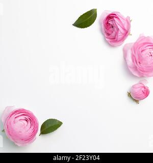 Fleurs de ranunculus roses sur fond blanc. flat lay, vue de dessus, espace de copie Banque D'Images