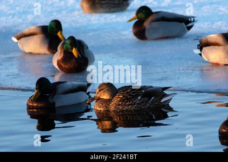 Canards sauvages dans l'eau et sur la glace Banque D'Images