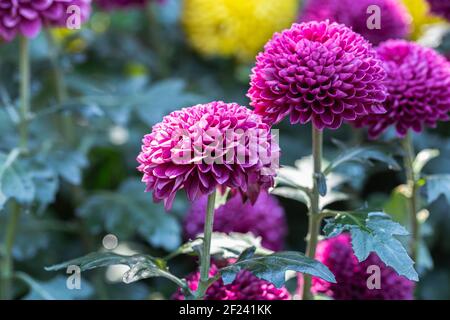 Belle pompon chrysanthème fleurs fleurir dans le jardin le jour du printemps Banque D'Images