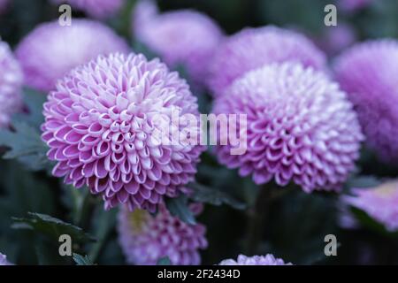 Belle pompon chrysanthème fleurs fleurir dans le jardin le jour du printemps Banque D'Images