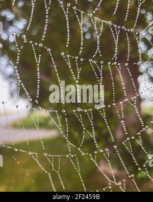 La structure et la conception de la toile d'araignée sont couvertes de gouttes de rosée dans le brouillard. Macro gros plan du jour de l'automne Banque D'Images