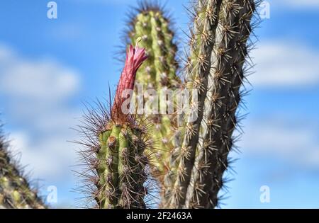 Originaire du Pérou. Les fleurs de Cleistocactus pugens à peine ouvertes, avec seulement le style et la stigmatisation protubérant Banque D'Images