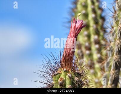 Originaire du Pérou. Les fleurs de Cleistocactus pugens à peine ouvertes, avec seulement le style et la stigmatisation protubérant Banque D'Images