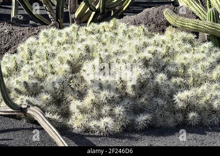 Originaire du Mexique, de l'Arizona, de la Californie et du Nevada Banque D'Images