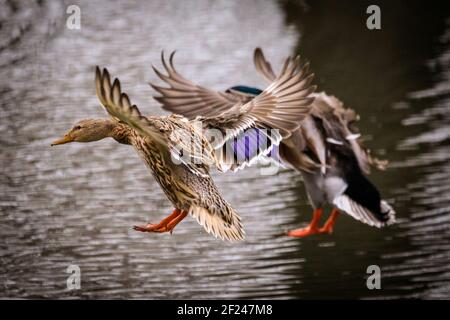 Dülmen, NRW, Allemagne. 10 mars 2021. Une paire de canards colverts (Anas platyrhynchos) débarque en synch dans un étang local. Les oiseaux courgent et « nettoient » pour se préparer à la saison d'accouplement et au début du printemps, car des températures plus douces sont réglées pour se déplacer. Credit: Imagetraceur/Alamy Live News Banque D'Images