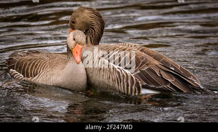 Dülmen, NRW, Allemagne. 10 mars 2021. Deux oies grisées amores (Anser anser) court et se branlent l'une l'autre. Les oies des graylags s'accouplent normalement pour la vie. Les oiseaux courgent et « nettoient » pour se préparer à la saison d'accouplement et au début du printemps, car des températures plus douces sont réglées pour se déplacer. Credit: Imagetraceur/Alamy Live News Banque D'Images