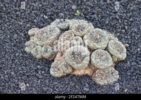 Lophophora fricii a une aire de répartition très limitée autour de la lagune près de Viesca dans l'État de Coahuila, au nord du Mexique. Banque D'Images