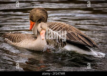 Dülmen, NRW, Allemagne. 10 mars 2021. Deux oies grisées amores (Anser anser) court et se branlent l'une l'autre. Les oies des graylags s'accouplent normalement pour la vie. Les oiseaux courgent et « nettoient » pour se préparer à la saison d'accouplement et au début du printemps, car des températures plus douces sont réglées pour se déplacer. Credit: Imagetraceur/Alamy Live News Banque D'Images