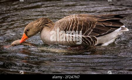 Dülmen, NRW, Allemagne. 10 mars 2021. Deux oies grises amores (Anser anser) court et copain. Les oies des graylags s'accouplent normalement pour la vie. Les oiseaux courgent et « nettoient » pour se préparer à la saison d'accouplement et au début du printemps, car des températures plus douces sont réglées pour se déplacer. Credit: Imagetraceur/Alamy Live News Banque D'Images