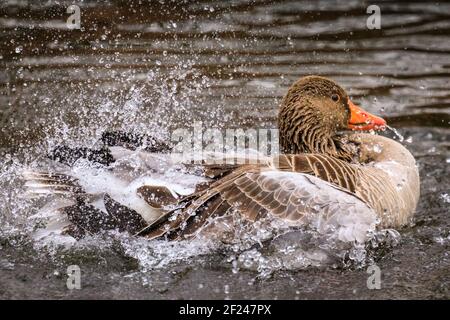 Dülmen, NRW, Allemagne. 10 mars 2021. Une oie graylag (Anser anser) gathe ses plumes et les éclaboussures dans l'eau après l'accouplement. Les oies des graylags s'accouplent normalement pour la vie. Les oiseaux courgent et « nettoient » pour se préparer à la saison d'accouplement et au début du printemps, car des températures plus douces sont réglées pour se déplacer. Credit: Imagetraceur/Alamy Live News Banque D'Images