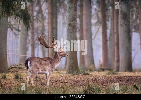 Dülmen, NRW, Allemagne. 10 mars 2021. Un buck de cerf en jachère (mâle) est calmement présent dans les bois. Les cerfs-jachères (dama dama) se déplacent dans les bois lors d'une journée de printemps douce mais brumeuse. Les températures plus chaudes sont réglées pour se déplacer vers l'intérieur. Credit: Imagetraceur/Alamy Live News Banque D'Images