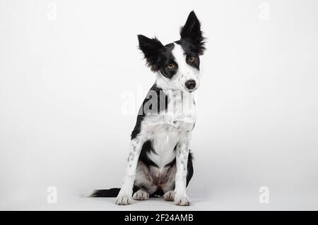 Chiot border collie devant un fond blanc Banque D'Images