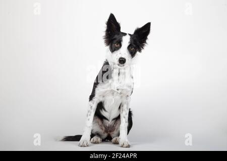 Border Collie chiot, 4 mois, assis devant un fond blanc Banque D'Images