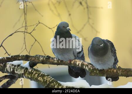 Deux pigeons sauvages assis sur une branche d'arbre Banque D'Images