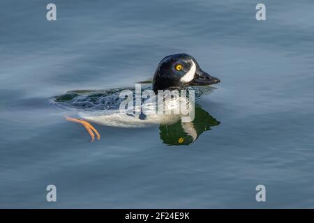 Barrow's Goldeneye natation Banque D'Images