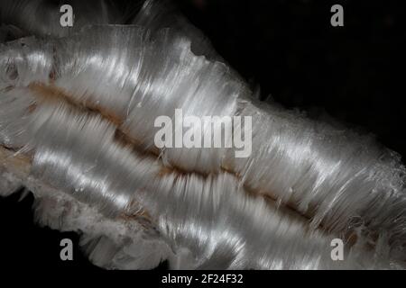 Glace sur une petite branche Banque D'Images
