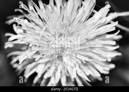 Photo macro d'un pissenlit jaune (Taraxacum officinale F.H. Wigg) présente ses rayons, composés de ligules, d'anthères et de stigmates biobés. Banque D'Images