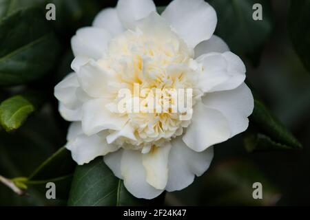 Gros plan sur les fleurs blanches crémeuses de Camellia Japonica 'Gus Menard' Banque D'Images