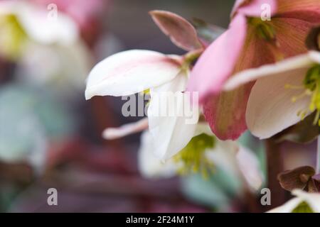 Helleborus x nigercors 'Emma Banque D'Images