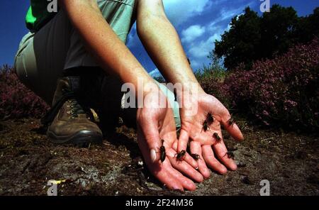 Quelques-uns des 2000 Crickets de Brittish Field élevés en captivité libérés dans les réserves naturelles du Hampshire County Council, Broxhead Common et Shortheath Common,.les Crickets ont été élevés par le personnel au London Zoo.pic David Sandison 30/8/2000 Banque D'Images