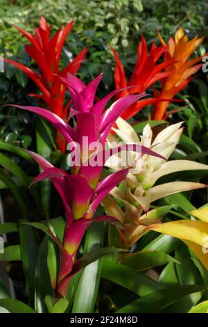 Guzmania Banque D'Images