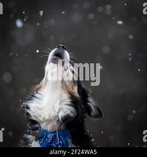 Portrait de collie de bordure avec espace négatif Banque D'Images