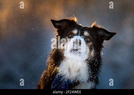 Portrait de collie de bordure avec espace négatif Banque D'Images