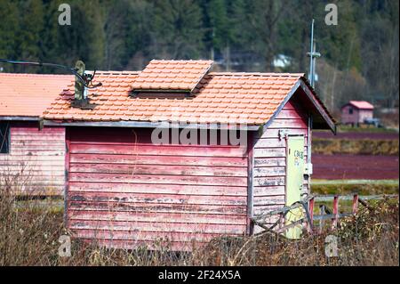 Hangar d'entretien abîmé sur une tourbière de canneberge. Pitt Meadows, B. C., Canada Banque D'Images