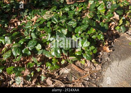 Soleil d'hiver sur les feuilles brillantes vert foncé d'une plante perse d'Ivy (Hedera colchica) qui pousse dans un jardin des bois dans le Devon rural, Angleterre, Royaume-Uni Banque D'Images