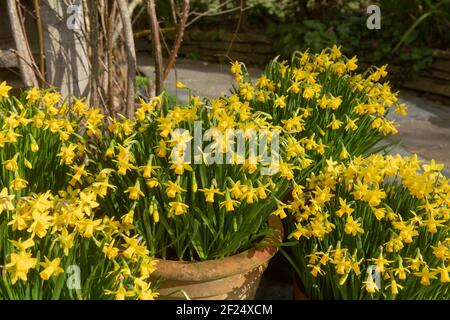 Pots de fleurs en terre cuite pleins de plantes de jonquille jaune vif à fleurs printanières (Narcissus 'Tete a Tete') Culture sur une terrasse dans un jardin de Cottage Banque D'Images