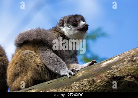 Les jeunes Ring-Tailed (Lemur Lemur catta) Banque D'Images