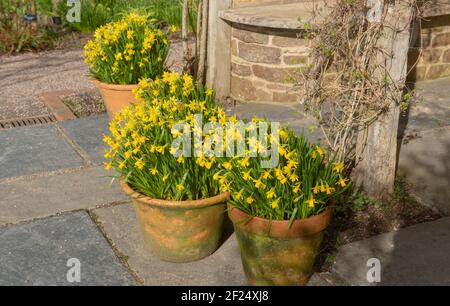 Pots de fleurs en terre cuite pleins de plantes de jonquille jaune vif à fleurs printanières (Narcissus 'Tete a Tete') Culture sur une terrasse dans un jardin de Cottage Banque D'Images