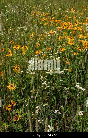 Susan & Daisy Fleabane à yeux noirs sont souvent deux fleurs sauvages indigènes trouvé croissant ensemble dans les anciens champs et les prairies sauvages dans le Nord-est des États-Unis Banque D'Images