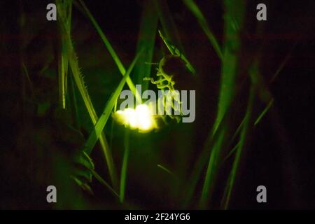 Exposition femelle de ver phosphorescent (Lampyris Noctiluca). Sussex, Royaume-Uni. Banque D'Images