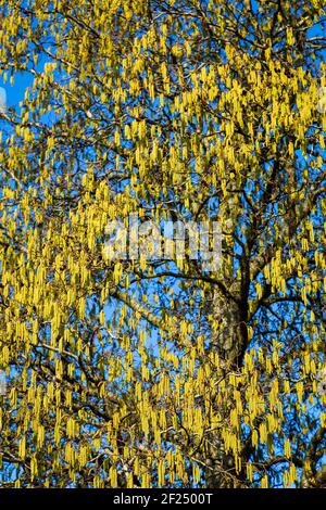 Jaune printemps Alder arbre Catkins contre un ciel bleu, Angleterre Banque D'Images