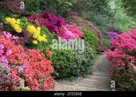 Les azalées en fleurs Banque D'Images